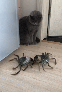 螃蟹:摆阵,快到了,算你小子跑得快,否则疼到你怀疑猫生~ 英短蓝猫