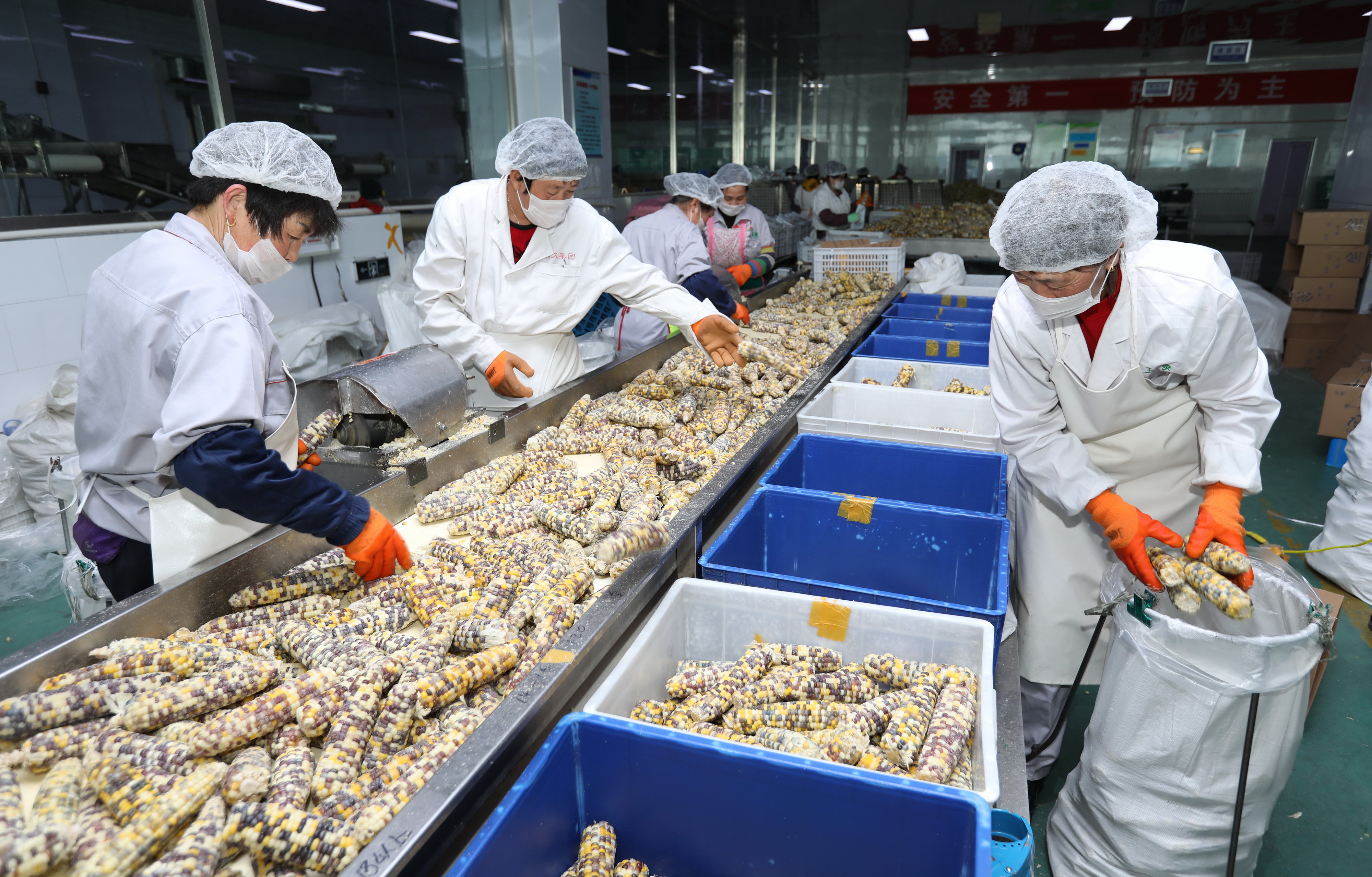 河北万全:工业化鲜食玉米加工助增收(4)