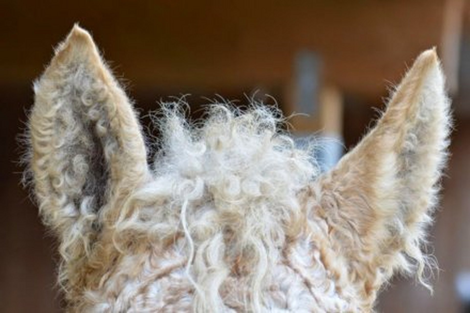 动态集结令# 巴什基尔马(bashkir horse)是俄罗斯巴什基尔人培育德眄