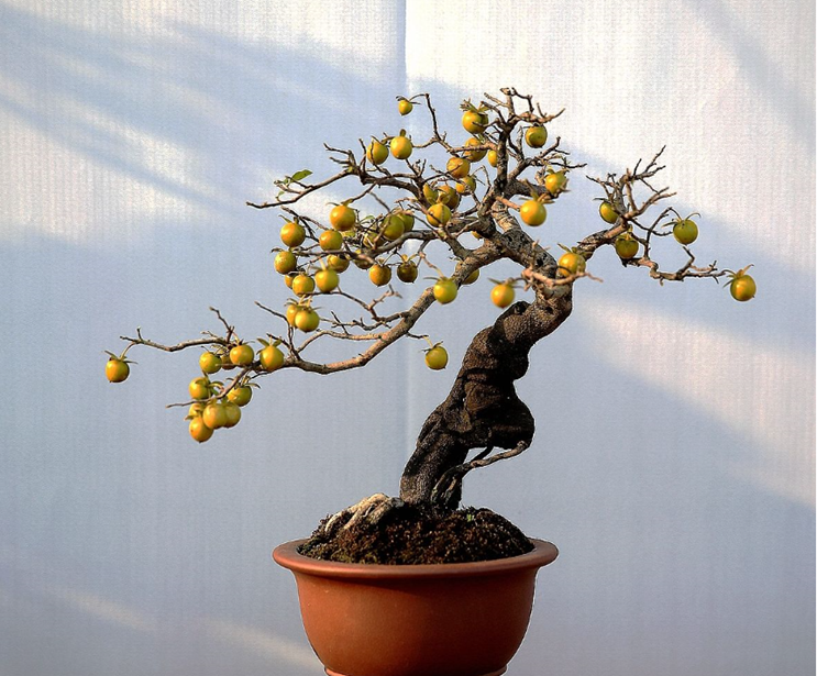 农村里枝头挂金果的金弹子!做成盆景非常漂亮!价格还很贵