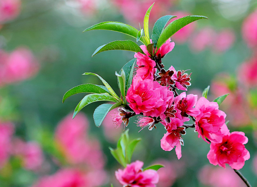 鲜花欣赏:分享奇花烂漫的鲜花图片,非常漂亮