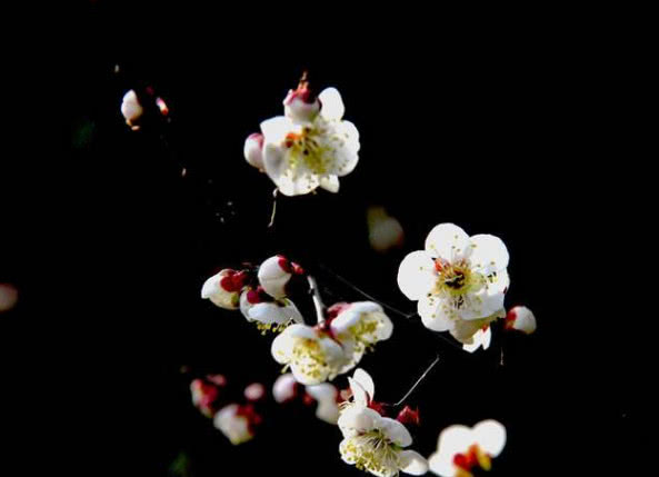 情感測試:選擇一朵最漂亮的梅花,測試你的孩子會成為人上人嗎?