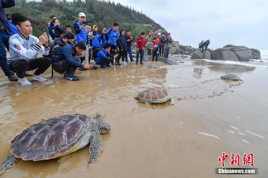 海南保护放归9只海龟"回家"