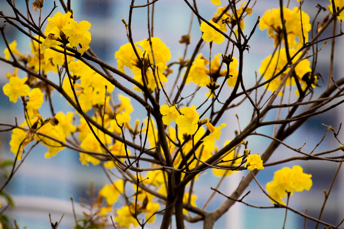 黄花风铃木春天枝条松,绽开漂亮的黄花