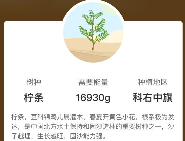 蚂蚁森林的新植物!扎根在大漠的女汉子"柠条",也有娇艳的一面