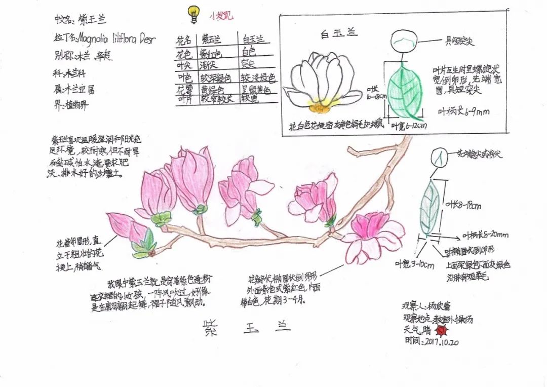 自然笔记大赛梅花图片