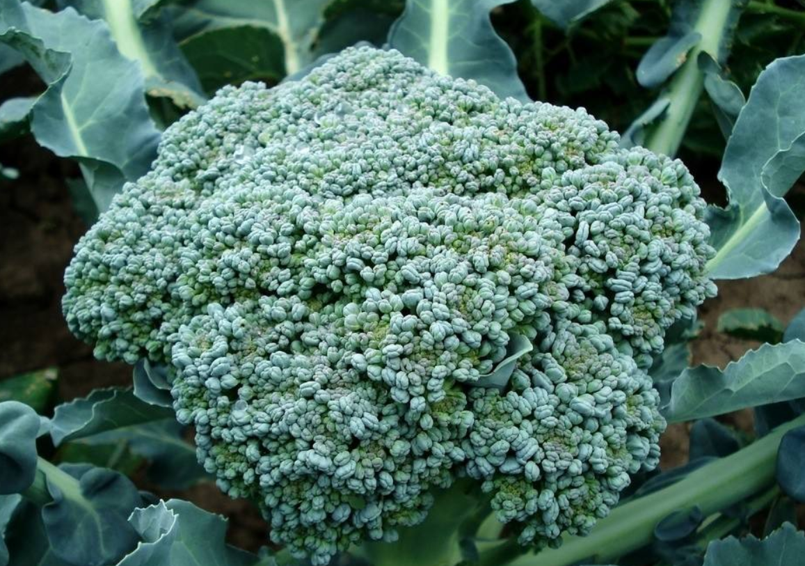 青花菜 - 热门商品专区