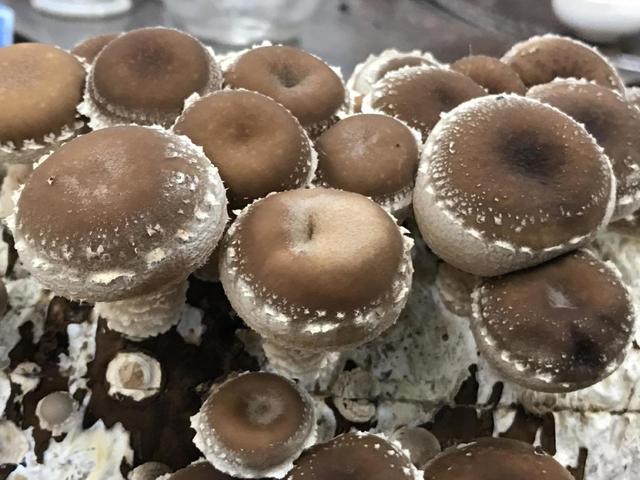 市场买了根"菌棒",没几天长出鲜嫩蘑菇,营养价值高口感又好