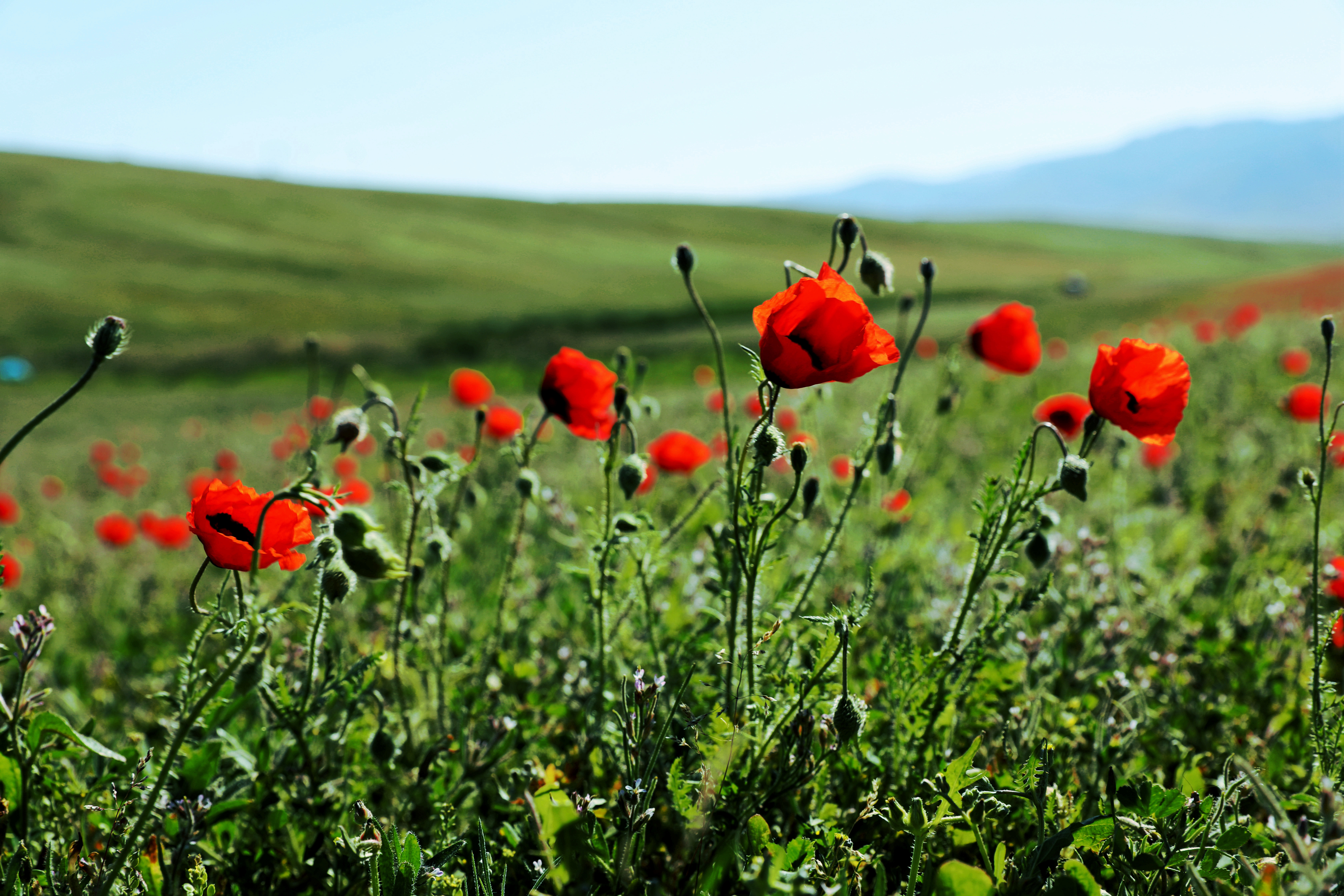 新疆额敏野生虞美人景区自驾游记