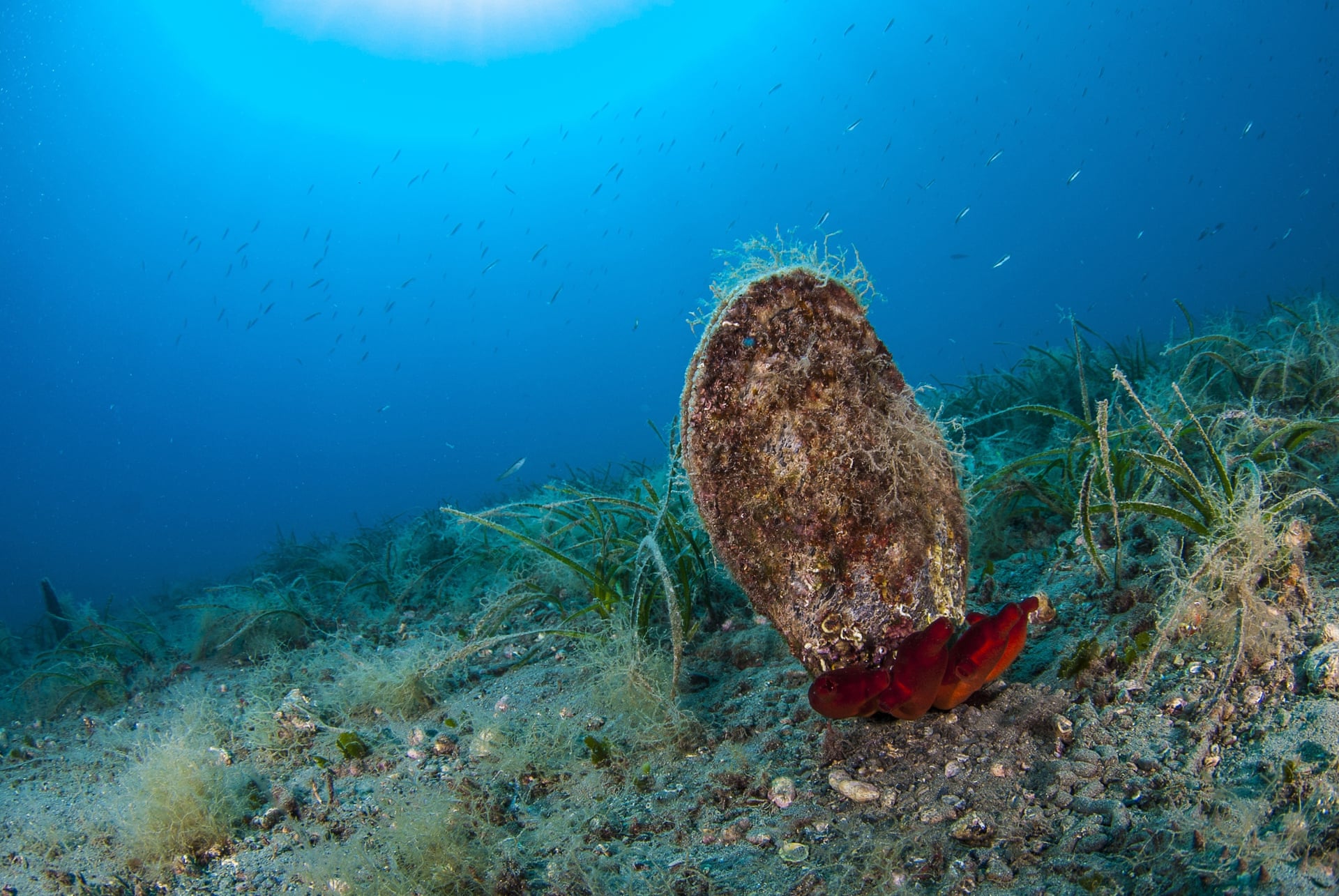 海底贝壳 大自然图片