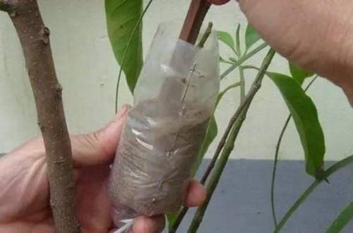 茉莉花繁殖可以高空压条法,提前准备啥东西?具体怎么操作?