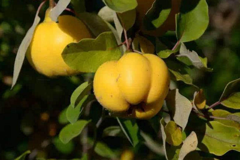 第四种:八角梨,它的名字虽然说叫做八角梨,但是并不能准确的说它就有8