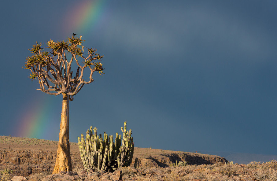 在纳米比亚有一种"外星植物"它的外观非常的奇特,让人觉得捉摸不透,一