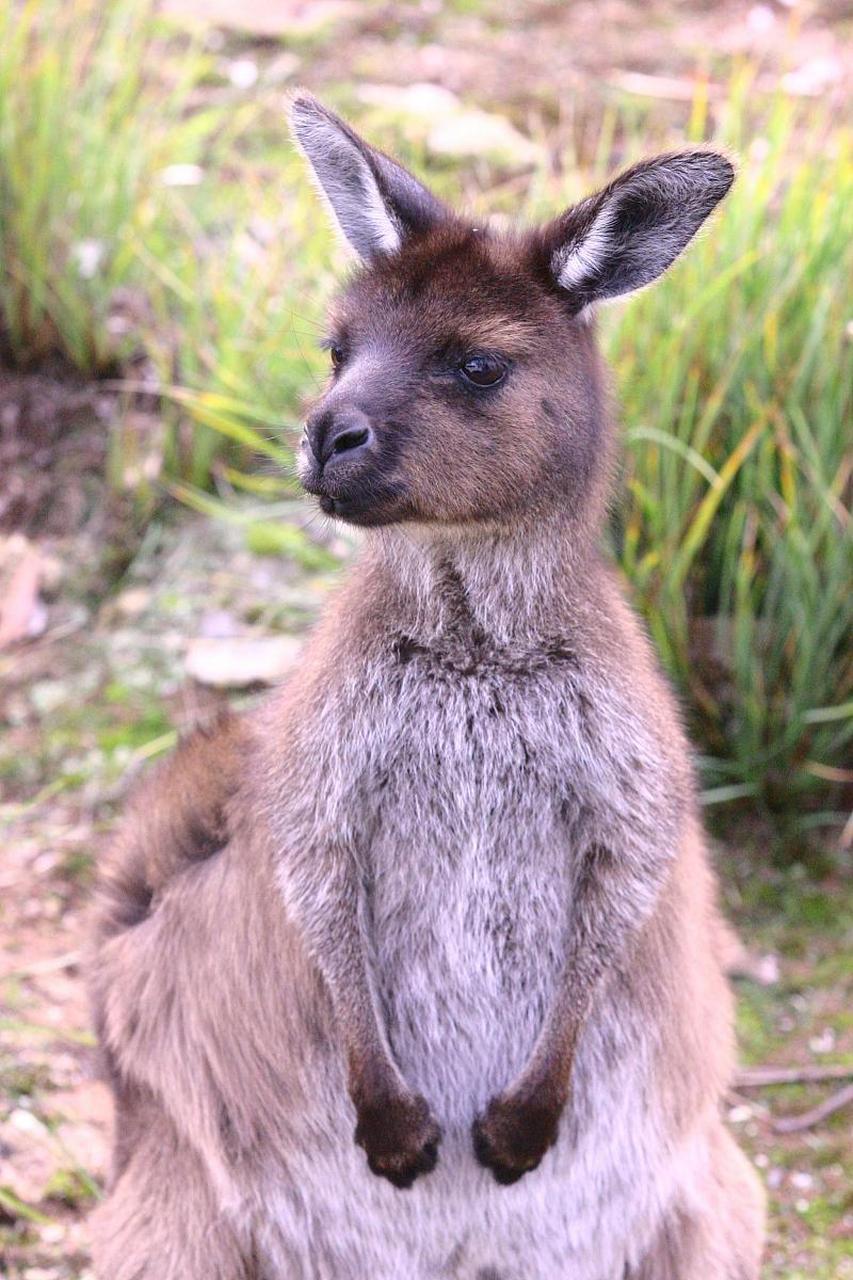 红袋鼠是重要动物之一,它们的数量庞大且生命力顽强.#动物趣图