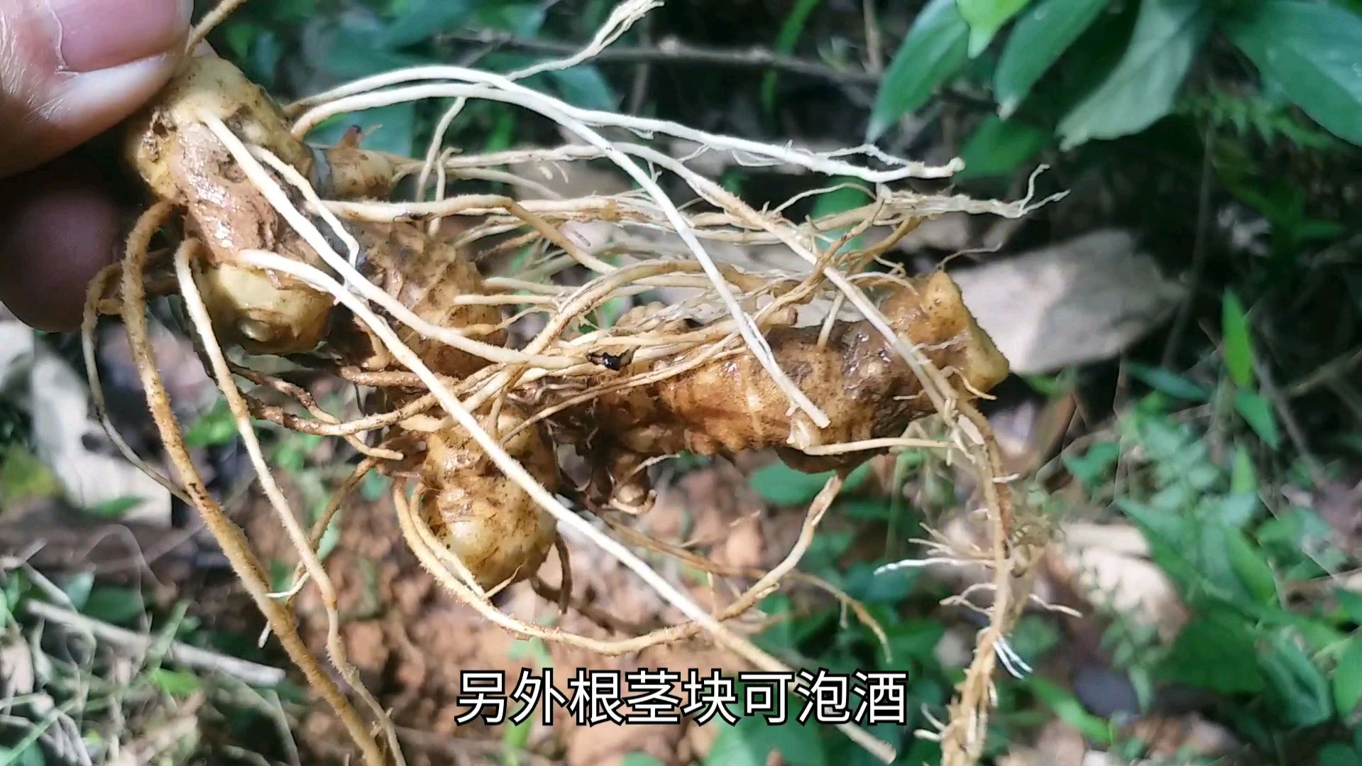 男人要根女人要本,它是根和本的调和剂,年亩收入70000了解一下