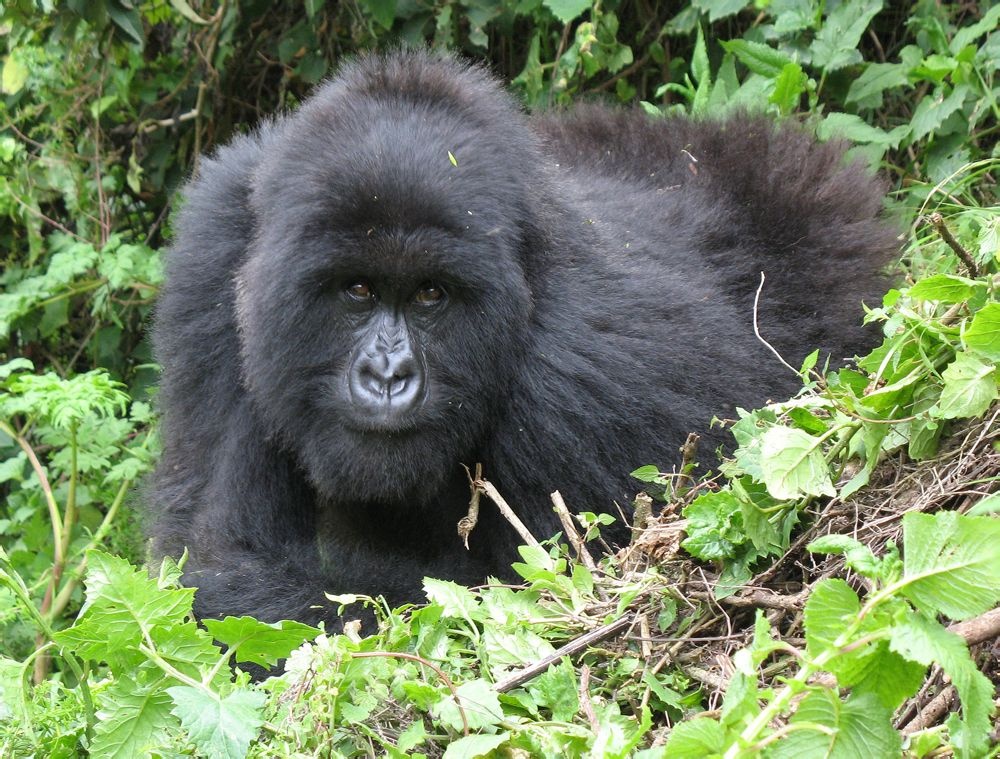 动物知识科普,小编带你了解东非大猩猩