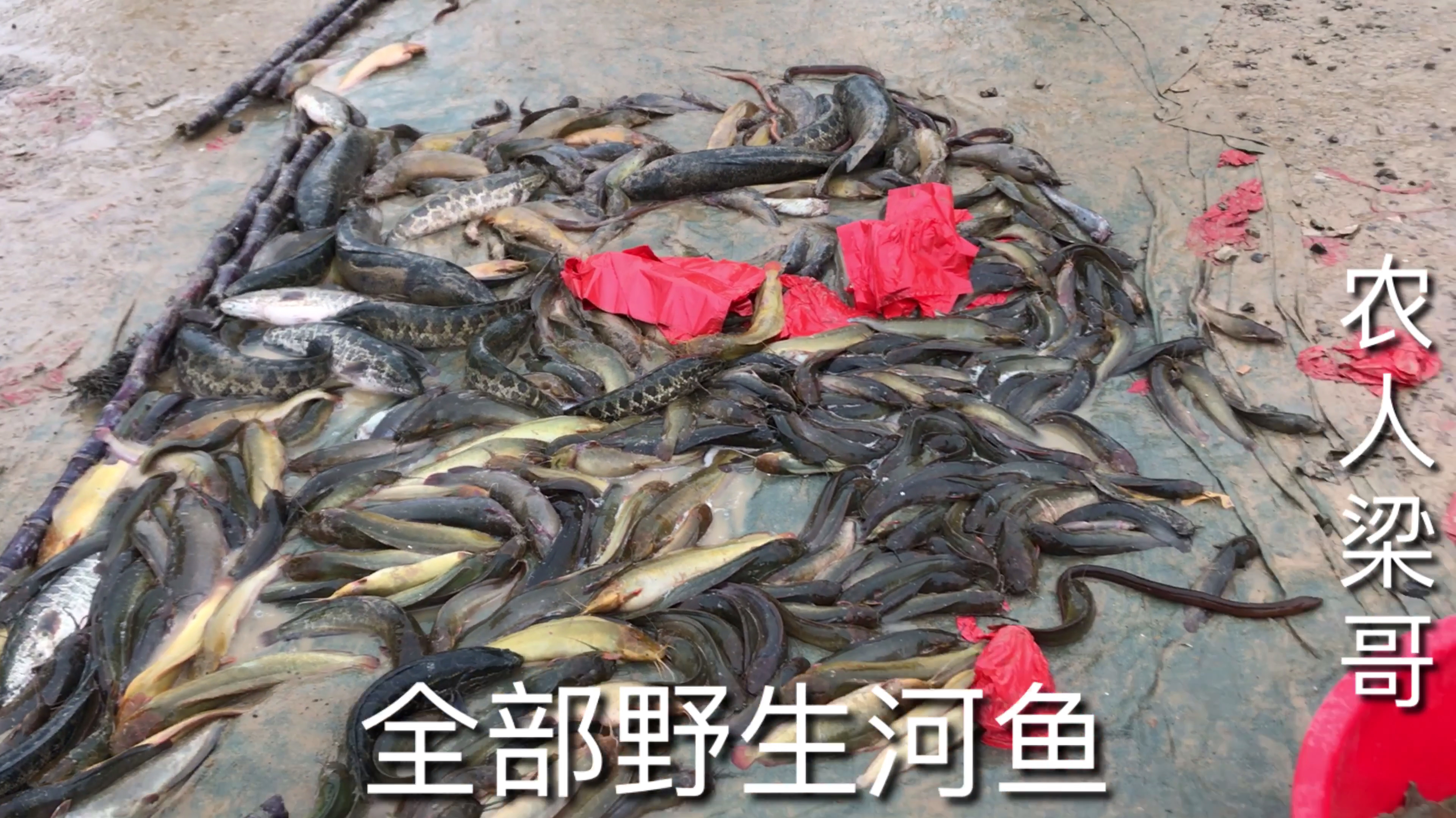 路边卖鱼摊,这么大条的野生黑鱼,梁哥第一次见