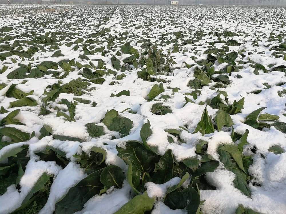 家庭小菜园:菠菜的栽培技术和预防越冬死苗的措施