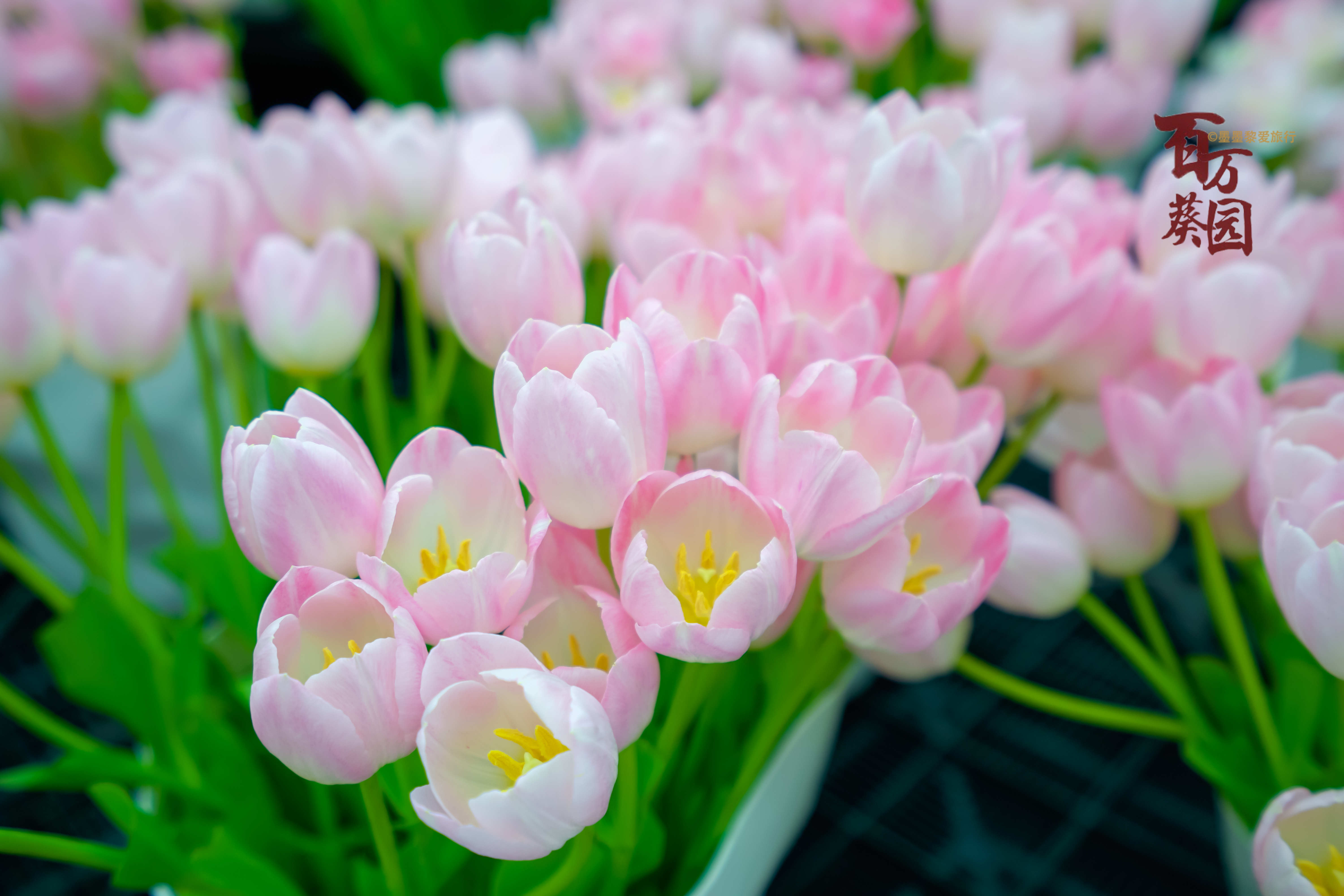 冬季的百万葵园繁花绽放,逆季开花的郁金香令人惊叹