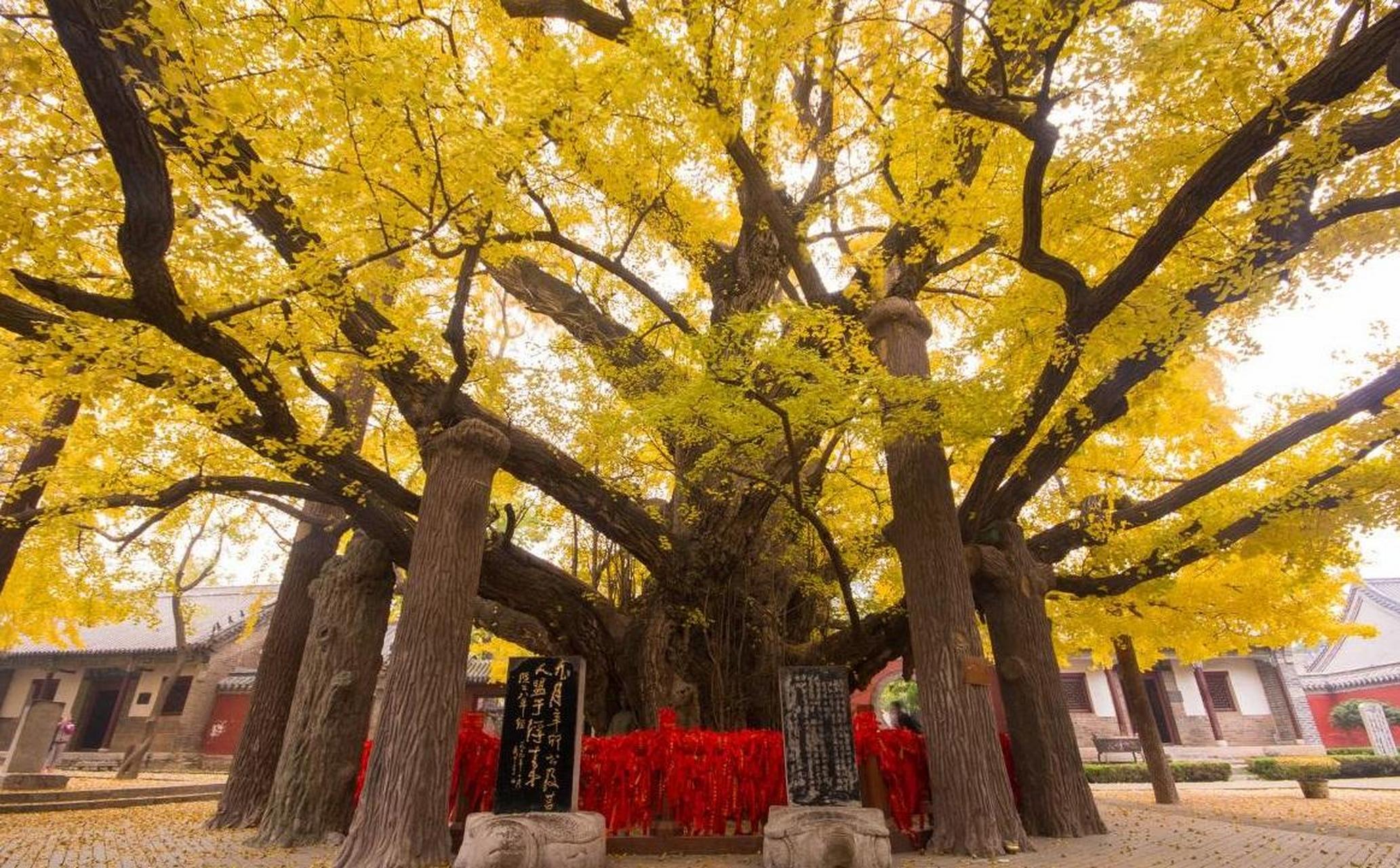 中国的国树是什么树图片