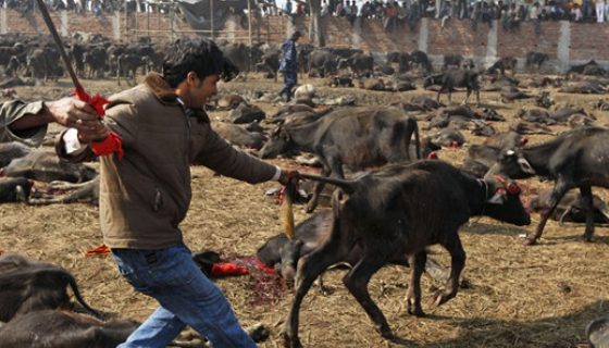 尼泊尔的血腥女神节,最近两次献祭总计杀害超过50万头动物
