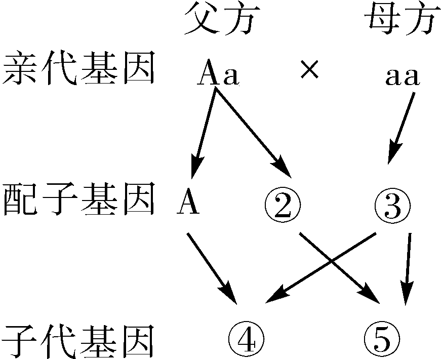 八年级生物遗传图解图片