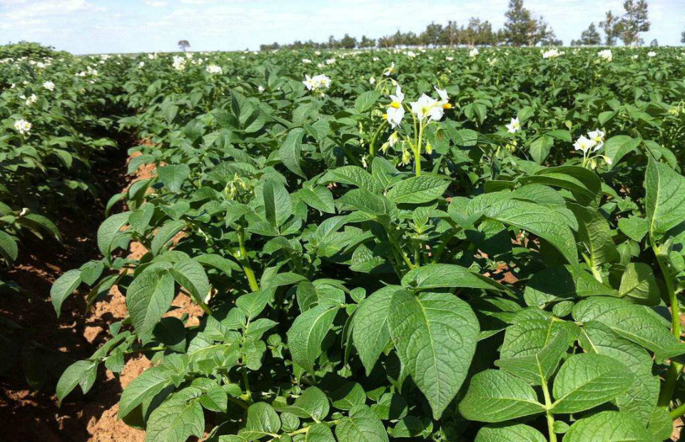这个时候,如果发现土豆苗长得非常茂盛,枝丫特别多,而且叶子非常多有