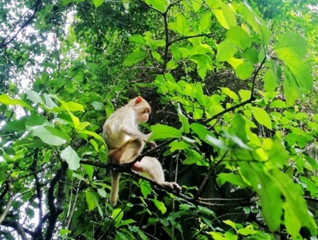 旅游:南湾猴岛——我国唯一一个猕猴保护区,现实世界的花果山