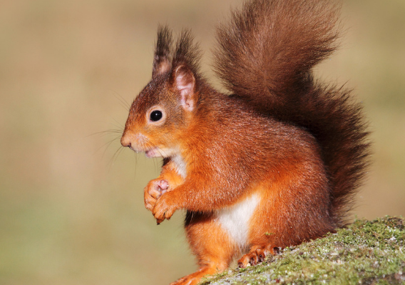 松鼠耳大明显,四肢略短,尾毛蓬松,稀疏,背毛呈青灰色