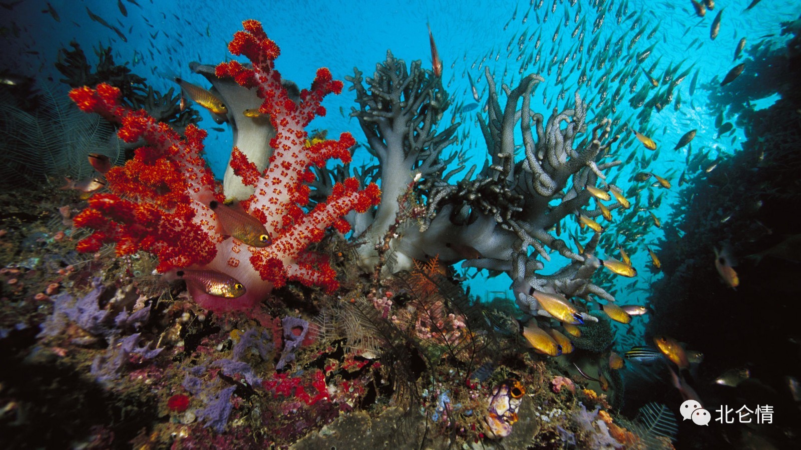 绚烂多姿美珊瑚,海洋中的宝贝