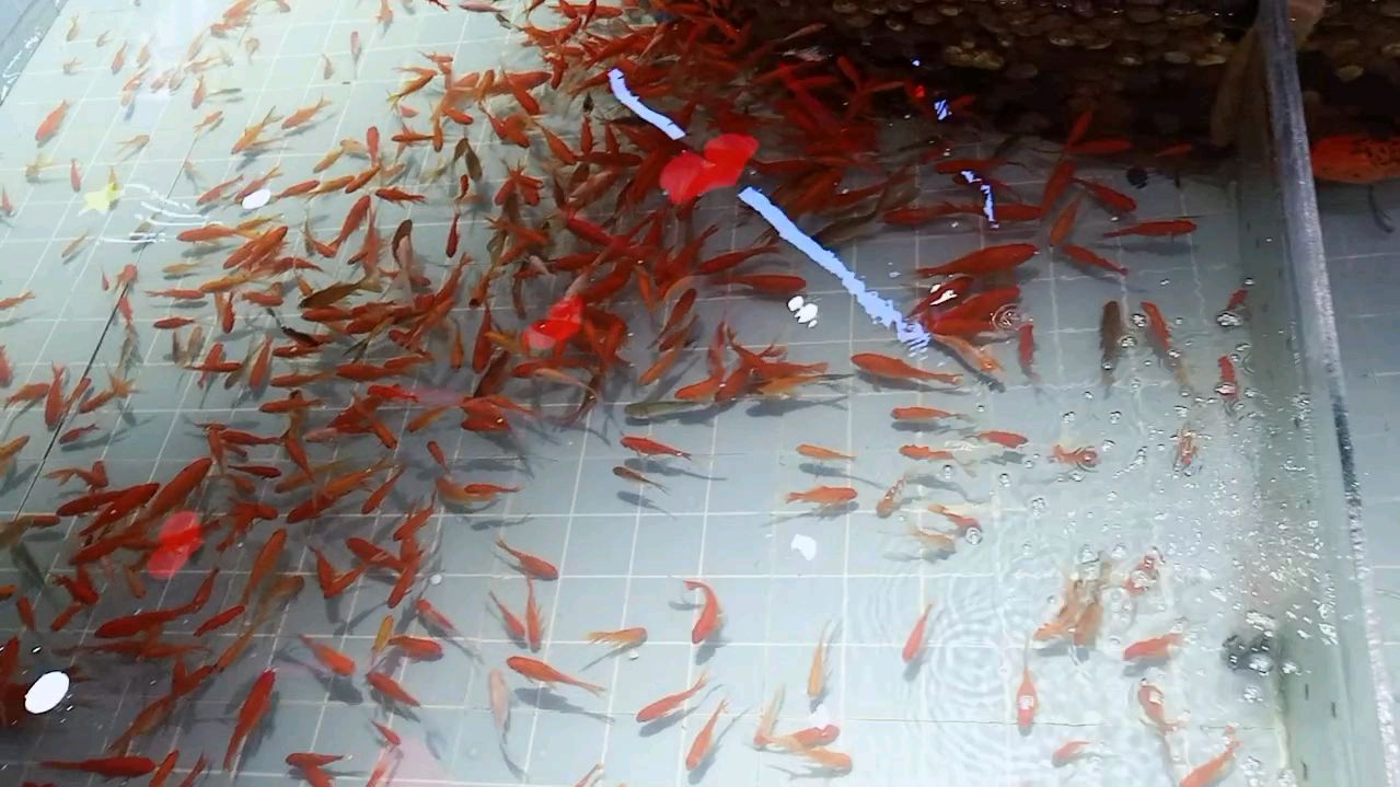 欢快的鱼儿,游来游去为觅食