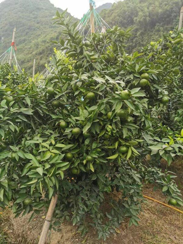 反季节新品柑橘武鲜柑,11月生长状态就是不一样