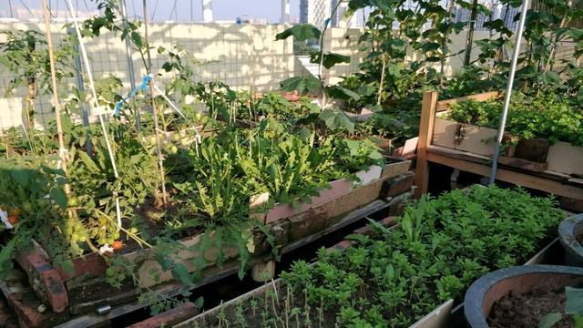 百度爱采购首页 商品专题_种菜盆我们很多都考虑过在家里种菜的想法.