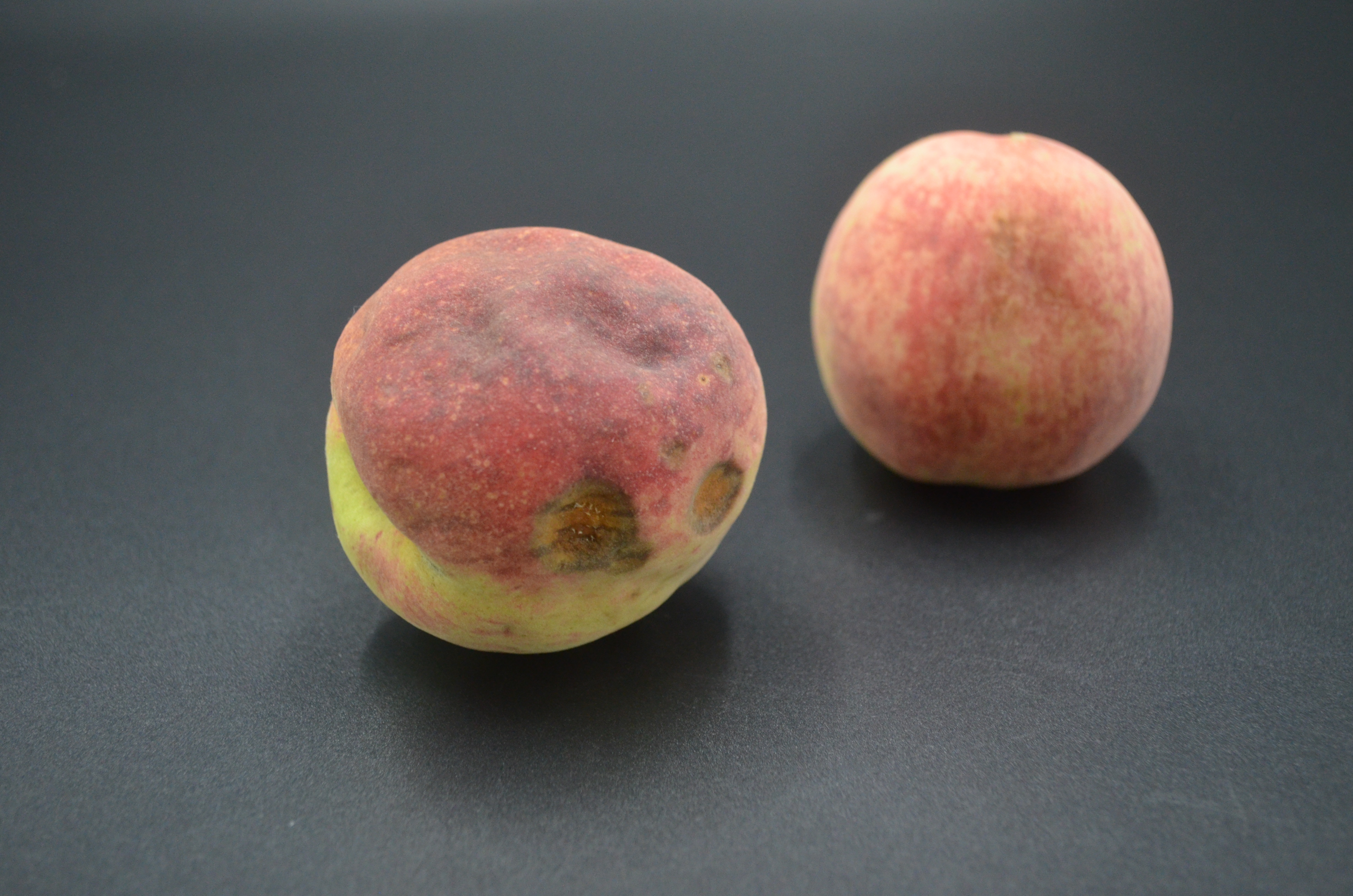 你家有烂掉的桃子吗?这个用途太聪明了,一年能省下不少钱,实用