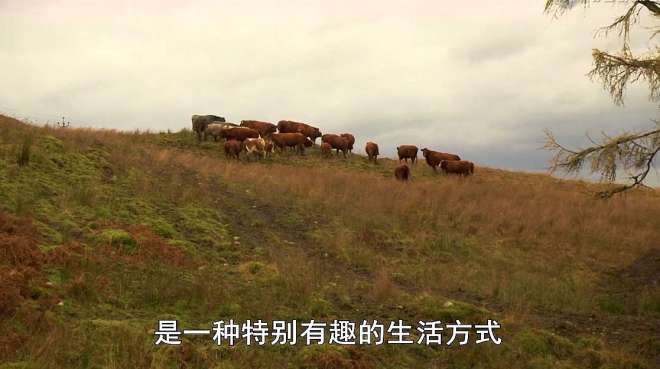 [图]农耕生活：在91000亩山地上饲养牛羊，这是一种有趣的生活方式