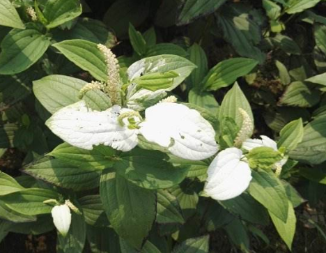 实际上,三白草是一种极其珍贵的中草药,它可以治疗许许多多种的人体