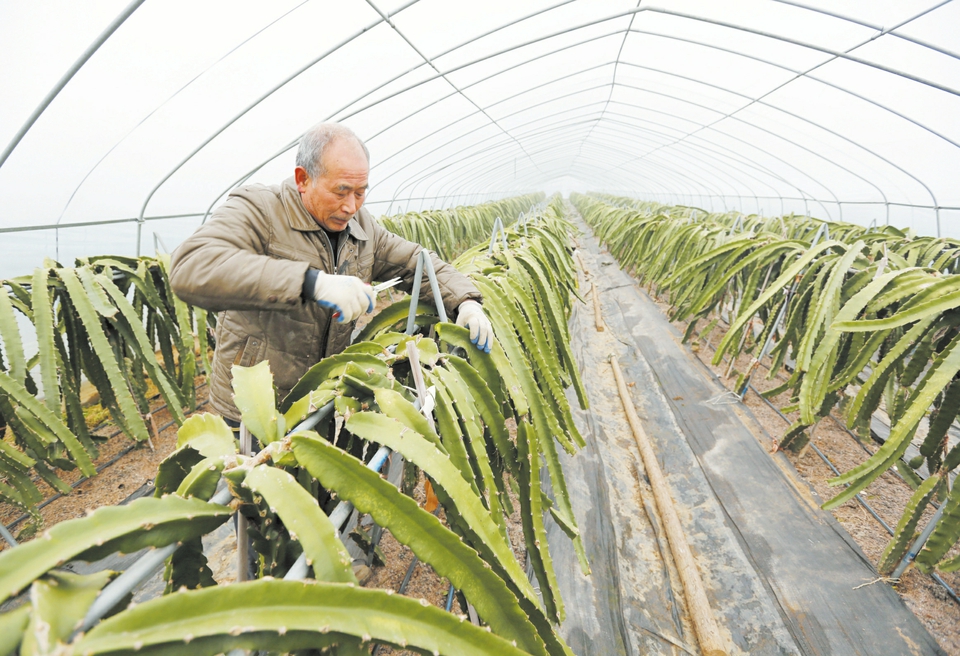 火龙果剪枝图解图片