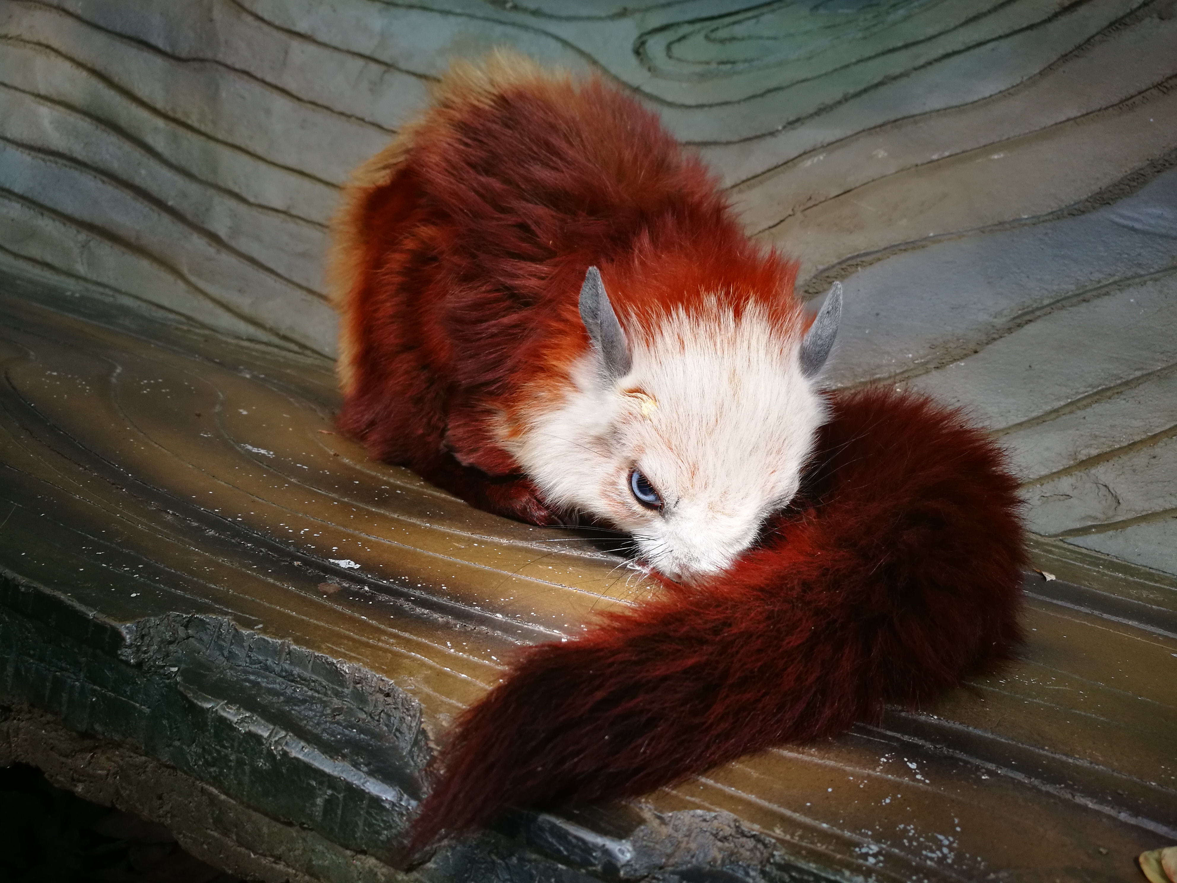 景区惊现濒危动物"飞猫",体态似猫,却长有翅膀,能临空滑翔