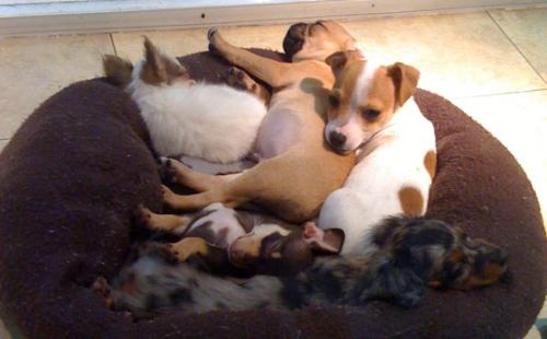 作为"高级动物",人类的繁殖行为是先天还是后天的?