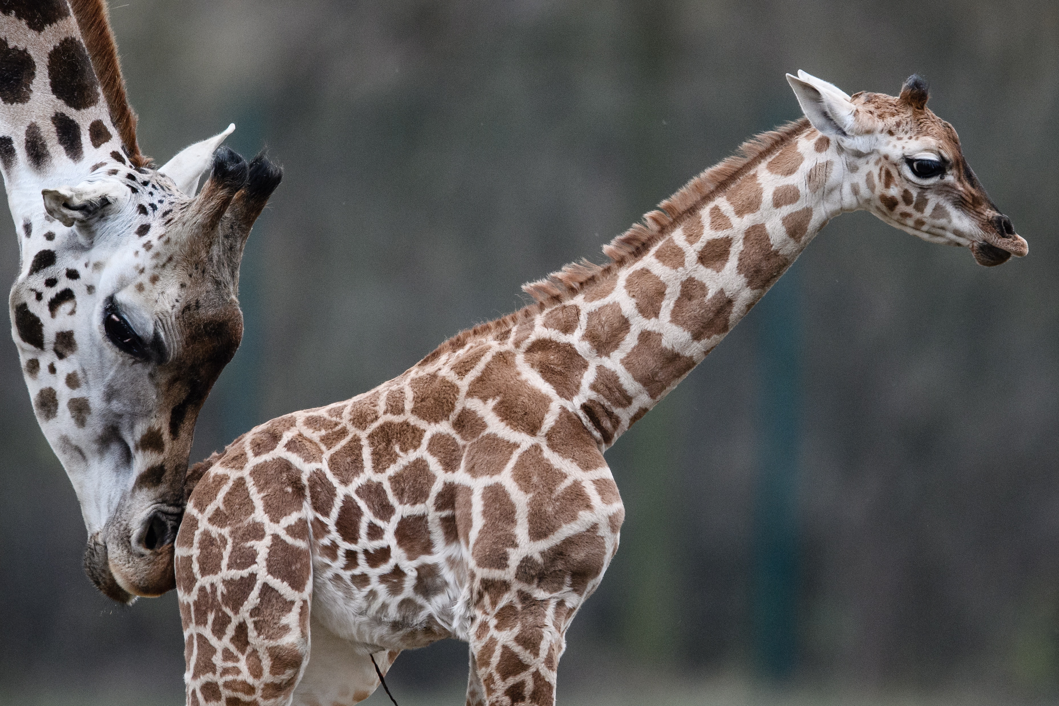 小长颈鹿"埃拉"