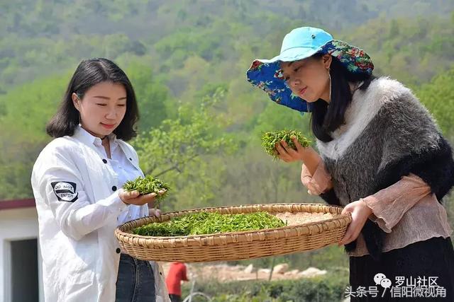 信阳罗山县"老寨山"牌茶叶在2018中原茶文化节获金奖(图)