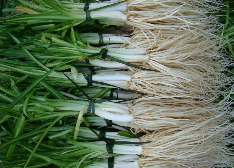 云南人把韭菜叶扔掉,只吃菜根!加点肉炒,比吃韭菜叶好吃多了