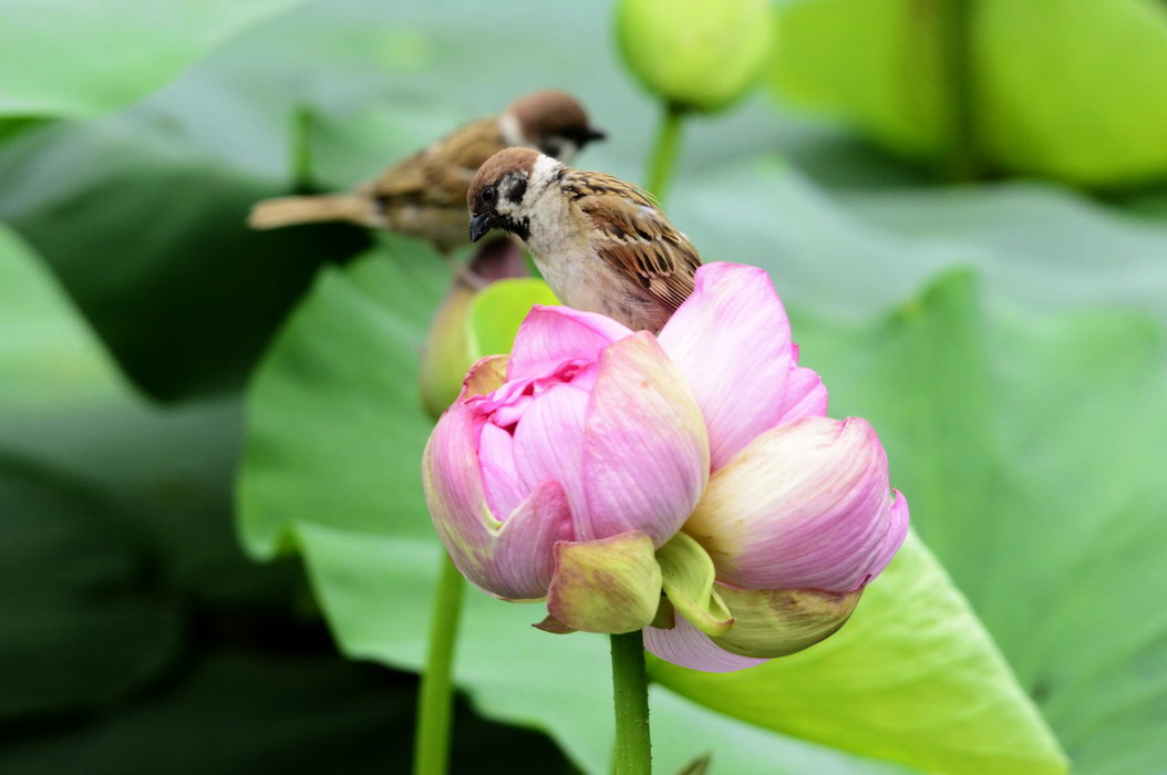 鄭州紫荊山公園並蒂蓮