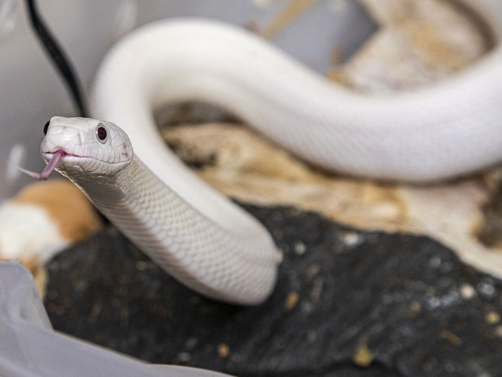 我是丫丫 白化眼镜蛇是一种罕见的变异现象,它们的皮肤和眼睛都缺乏黑