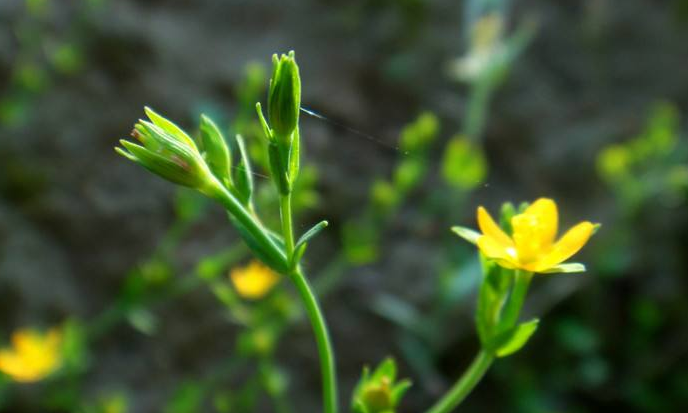 农村的这一种野草,被称为"肝病克星",药用价值珍贵