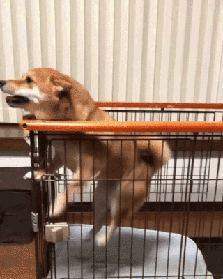 超偏心柴犬,见到男主人立刻飞奔求拥抱,对女主人却一脸冷漠