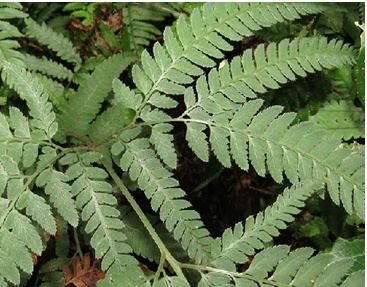 植物知识科普,小编带你了解长尾复叶耳蕨