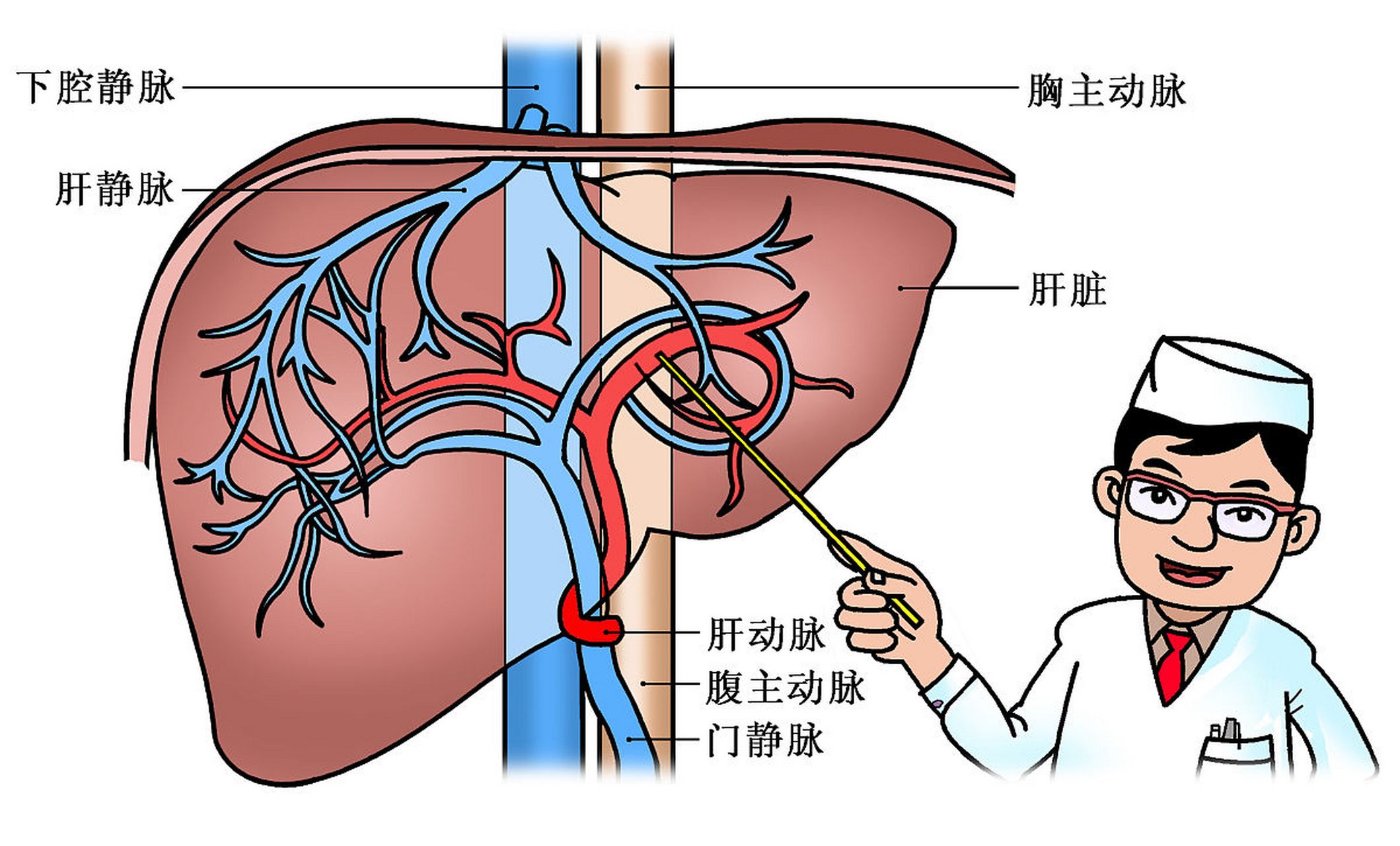 肝脏血流图片