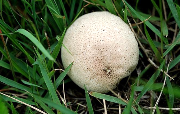 每年的夏天,山里就会长出很多白色的圆球蘑菇,远远看去很像是一个个刚