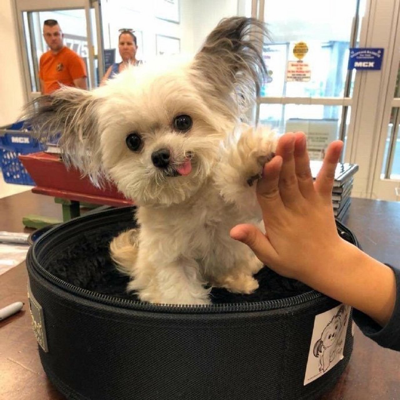 嗷嗷嗷好可爱嗷!